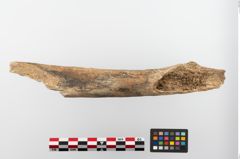 Foto von Humerus (NHMW-PRAE-023689b)
